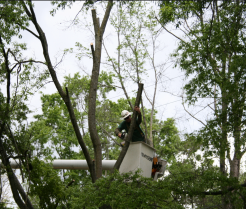 arborist performing tree care