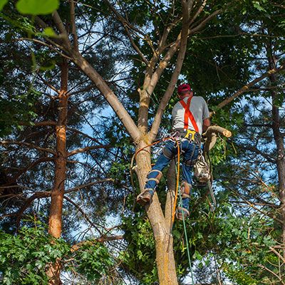 sarasota tree pruning
