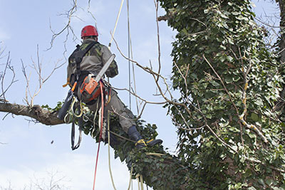 bracing cabling trees