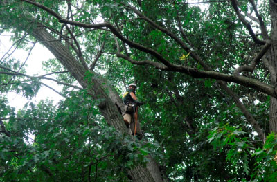 tree trimming removal sarasota heights fl