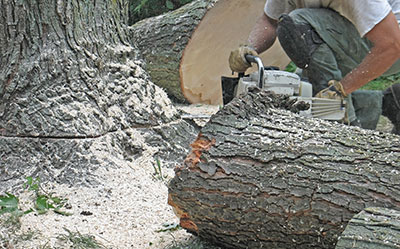 cutting up a tree sarasota