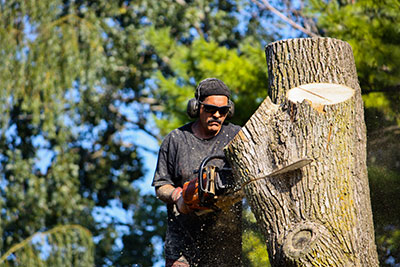 tree trimming removal ridge wood heights fl