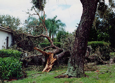tree trimming removal bayview fl