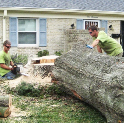 tree removal sarasota fl